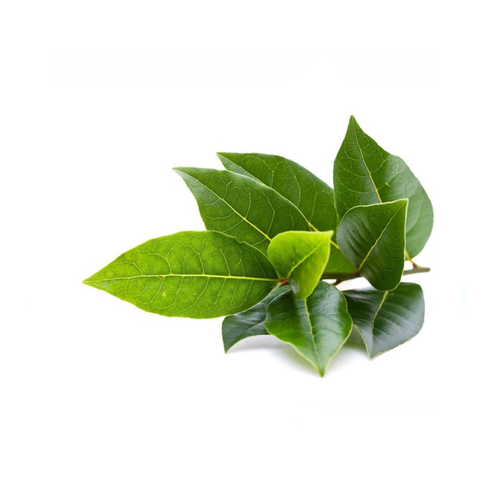 Daun Salam